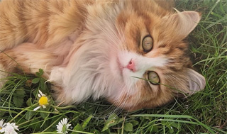 Sibirisk katt Ueta